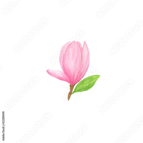 Pink magnolia wild flower in a watercolor style isolated simple object for greeting cards  gift paper