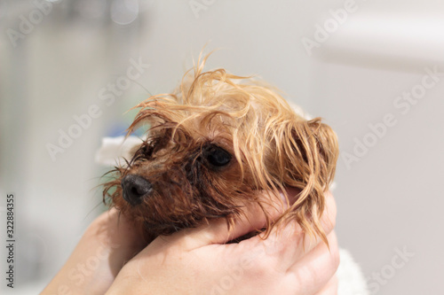 Woman's hands cleaning wet yorkshire dog with bath towel