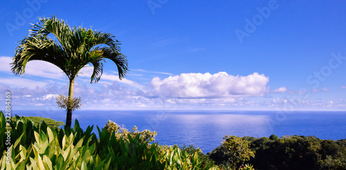 Ocean view with palm tree in Maui, Hawaii