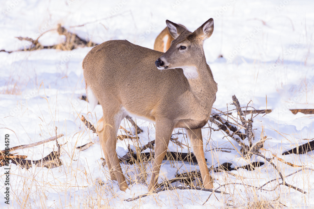 Colorado Wildlife. Wild Deer on the High Plains of Colorado Colorado Wildlife. Wild Deer on the High Plains of Colorado