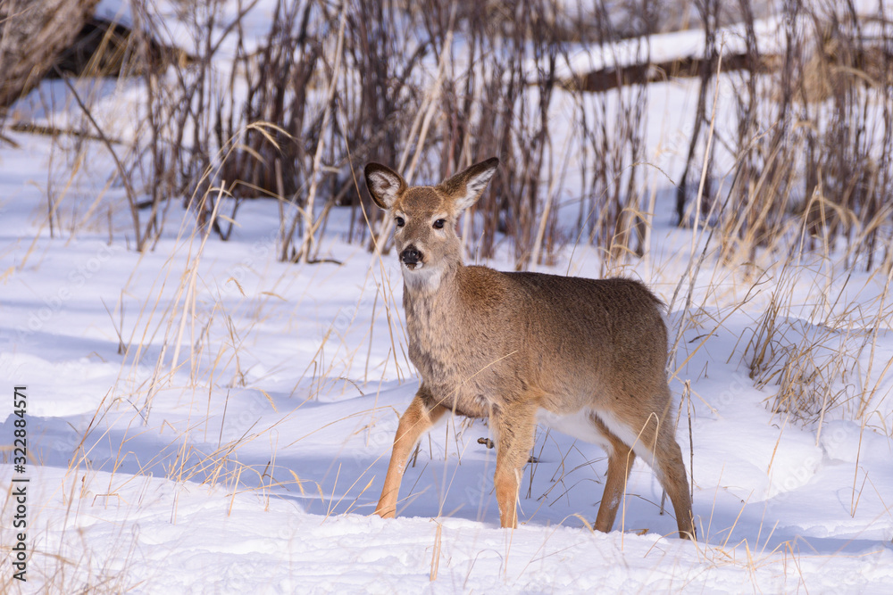 Colorado Wildlife. Wild Deer on the High Plains of Colorado Colorado Wildlife. Wild Deer on the High Plains of Colorado