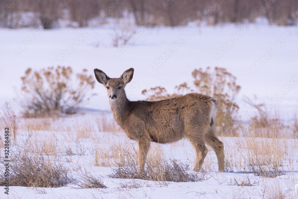 Colorado Wildlife. Wild Deer on the High Plains of Colorado Colorado Wildlife. Wild Deer on the High Plains of Colorado