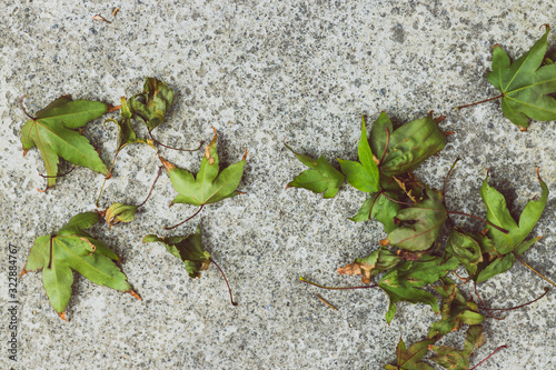 fallen leaves from a maple tree with green tones on concrete