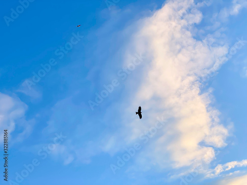 An eagle flying elegantly on the sea. © 美緒奈 谷岡
