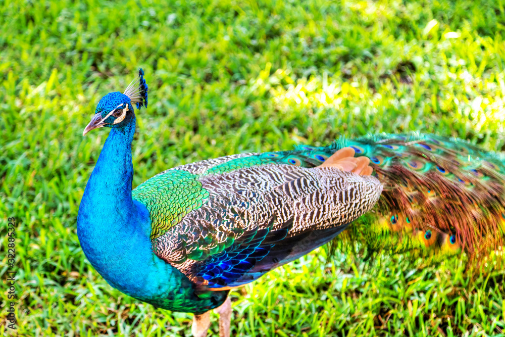 Fototapeta premium Colorful Indian Peacock in a Garden Park