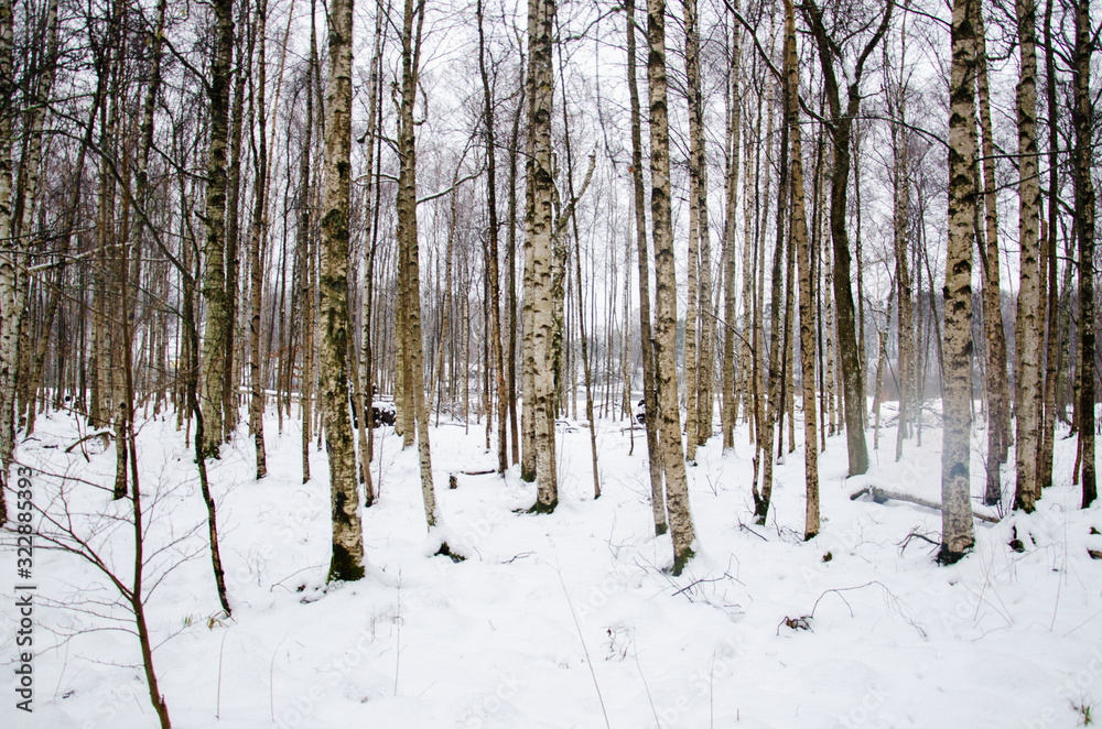 Forest path in a Swedish snowy winter wonderland