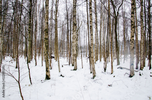 Forest path in a Swedish snowy winter wonderland