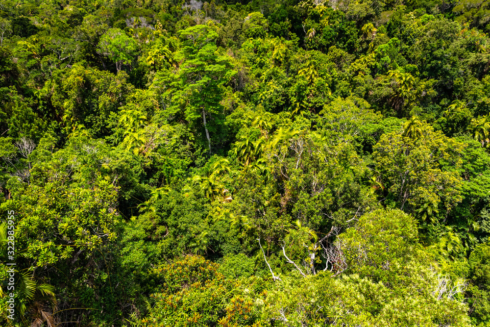Fototapeta premium Top view of Australian rainforest in Kuranda