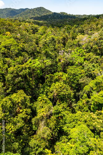 Top view of Australian rainforest in Kuranda