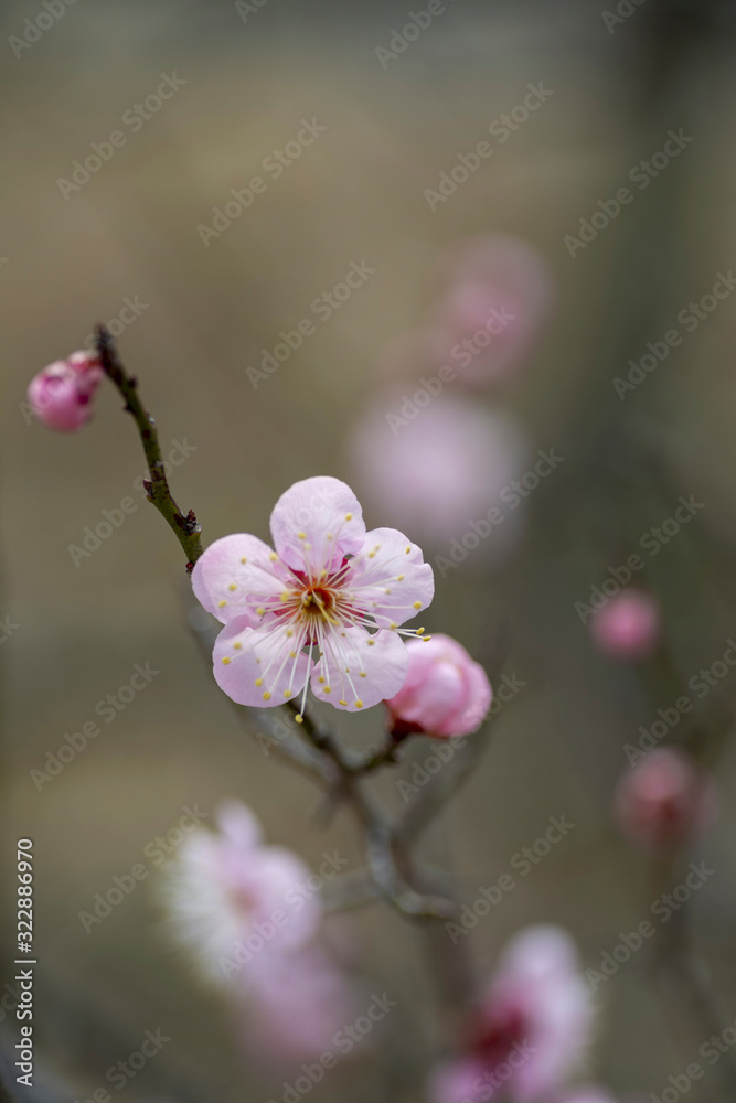 Plum blossoms in full bloom in Japan Plum blossoms in full bloom in Japan