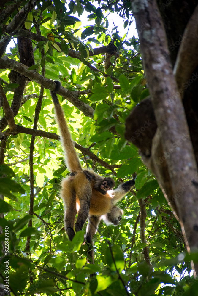 Fototapeta premium Spider monkey hanging from a branch carrying its baby, Rincon de la Vieja national park, Costa rica