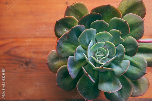 Top view of symmetrical echeverias succulent plant rosette in timber flat lay with space for text 