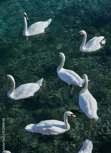 view of beautiful swans on a lake in Geneva photo