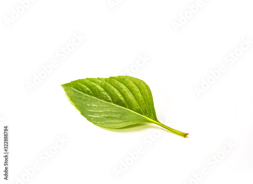 Basil herb.Fresh basil leaf isolated on white background