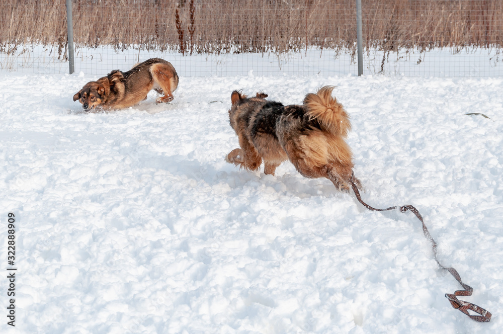 Large, beautiful red, cheerful dogs run and jump joyfully on a snow-covered area in the countryside, enjoying an outdoor walk in good winter weather Large, beautiful red, cheerful dogs run and jump joyfully on a snow-covered area in the countryside, enjoying an outdoor walk in good winter weather