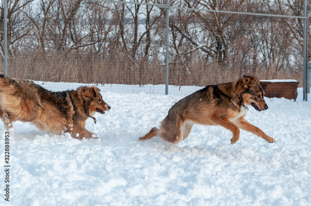Large, beautiful red, cheerful dogs run and jump joyfully on a snow-covered area in the countryside, enjoying an outdoor walk in good winter weather Large, beautiful red, cheerful dogs run and jump joyfully on a snow-covered area in the countryside, enjoying an outdoor walk in good winter weather