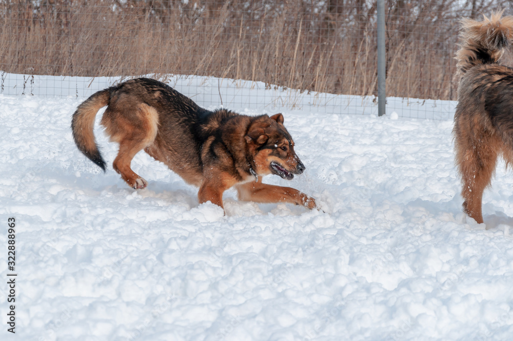 Large, beautiful red, cheerful dogs run and jump joyfully on a snow-covered area in the countryside, enjoying an outdoor walk in good winter weather Large, beautiful red, cheerful dogs run and jump joyfully on a snow-covered area in the countryside, enjoying an outdoor walk in good winter weather