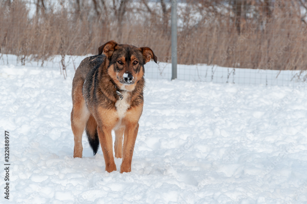 Large, beautiful red, cheerful dogs run and jump joyfully on a snow-covered area in the countryside, enjoying an outdoor walk in good winter weather Large, beautiful red, cheerful dogs run and jump joyfully on a snow-covered area in the countryside, enjoying an outdoor walk in good winter weather