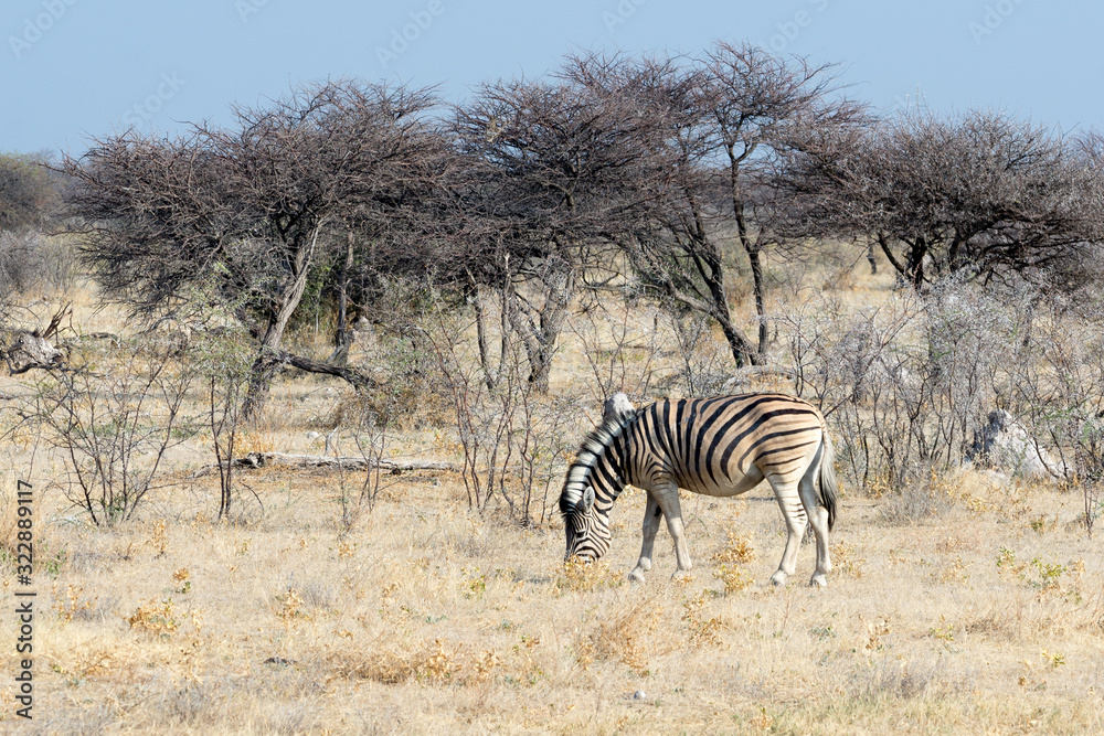 Obraz premium Zèbre de Namibie