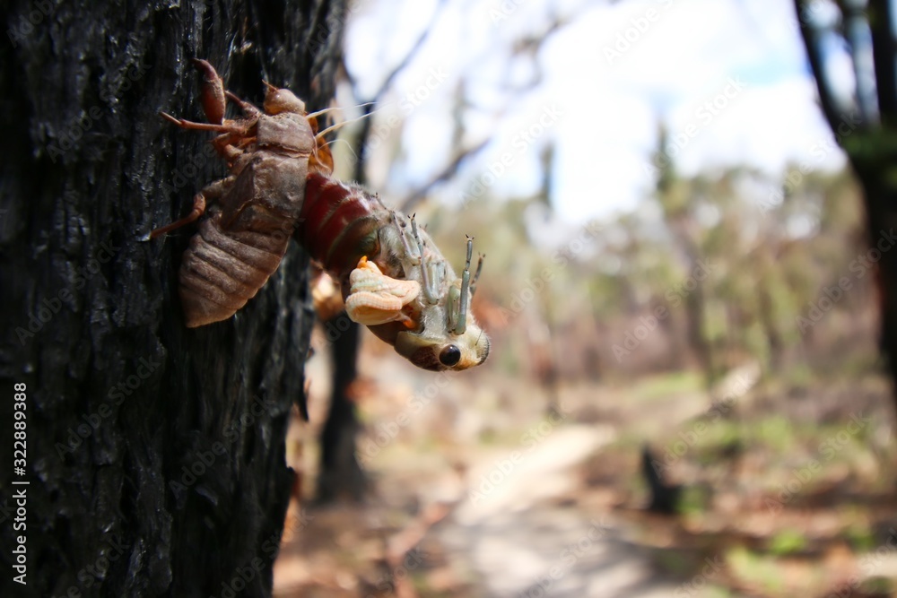 A close up shot of a young cicada trying to get out of it's shell, Queensland, Australia.