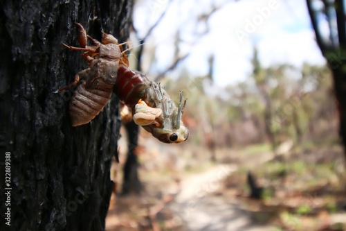 Obraz na płótnie A close up shot of a young cicada trying to get out of it's shell, Queensland, Australia. w salonie