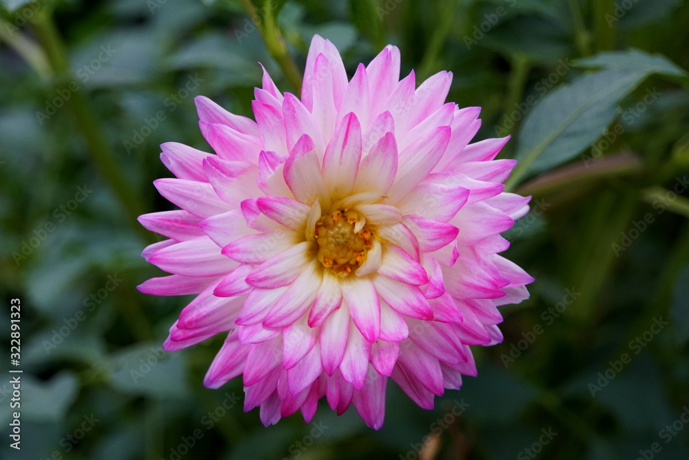 Beautiful pink and white dahlia flower at full bloom