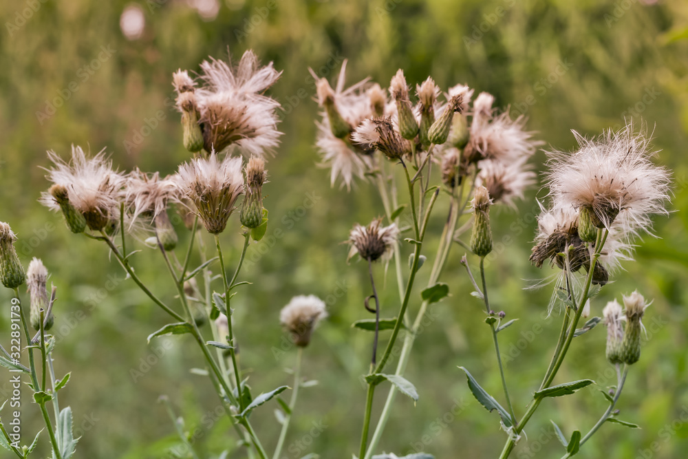 Poaceae or Gramineae plant for pasture field and livestock forage production Poaceae or Gramineae plant for pasture field and livestock forage production
