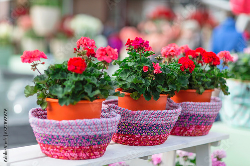 Wallpaper Mural Red geranium in flower pots. Selective focus Torontodigital.ca