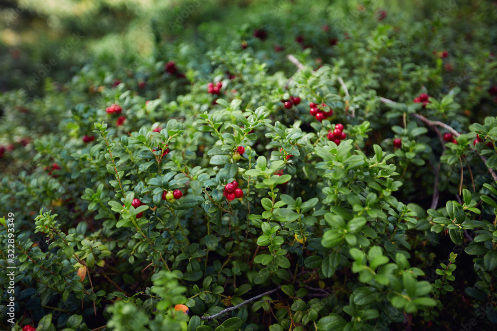the whole lawn of ripe and fresh lingonberry in the forest, Vaccinium vitis-idaea the whole lawn of ripe and fresh lingonberry in the forest, Vaccinium vitis-idaea