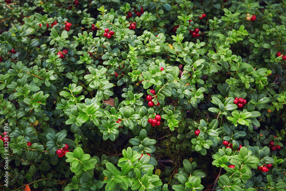 the whole lawn of ripe and fresh lingonberry in the forest, Vaccinium vitis-idaea the whole lawn of ripe and fresh lingonberry in the forest, Vaccinium vitis-idaea
