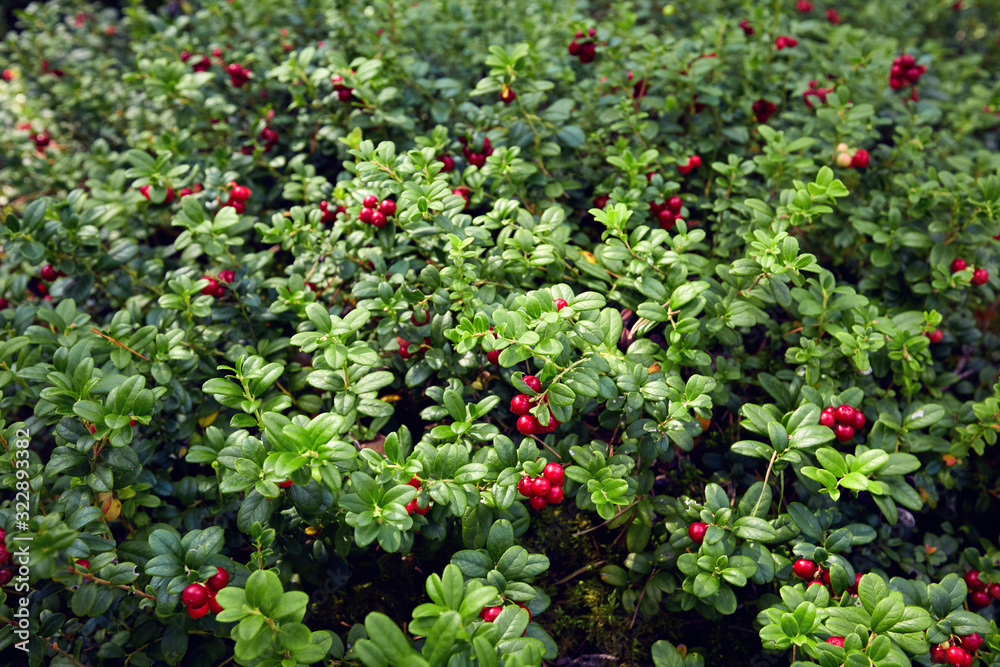 the whole lawn of ripe and fresh lingonberry in the forest, Vaccinium vitis-idaea