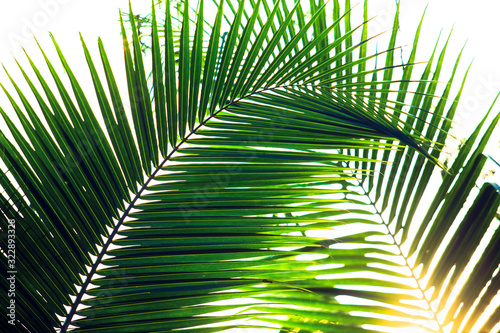 Green coconut leaves on the tree against the morning sun  coconut leaf background  palm for graphic work