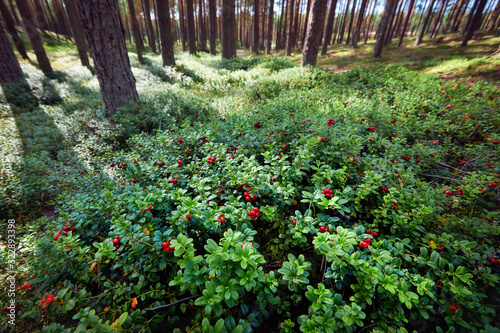 the whole lawn of ripe and fresh lingonberry in the forest, Vaccinium vitis-idaea photo