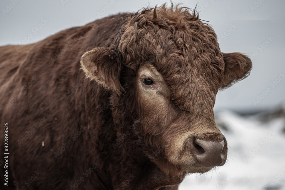 Limousin Bull Cow Outside in Winter
