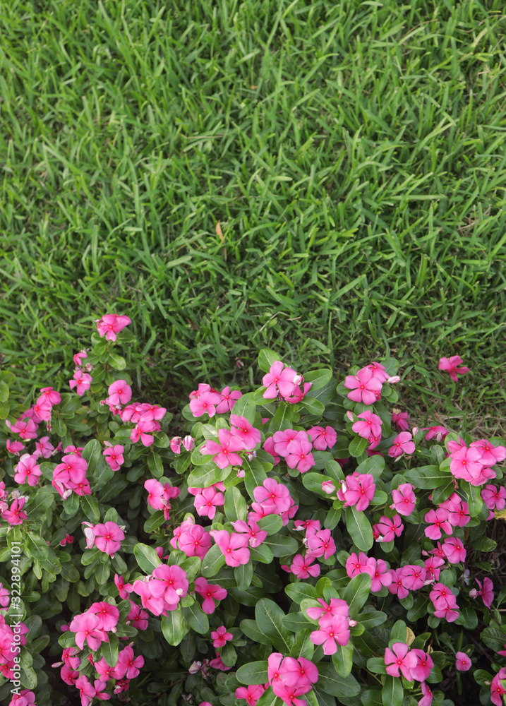 Fototapeta premium Pink flowers in garden