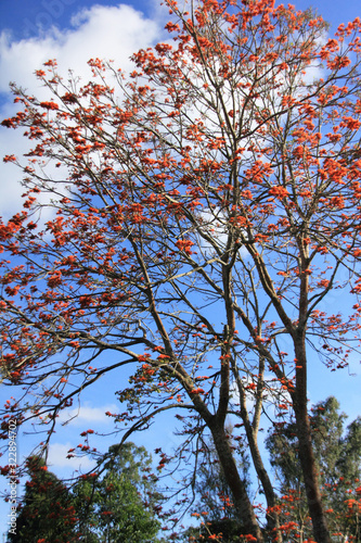 Amazing colors of tropical Bucare Erythrina poeppigiana tree photo