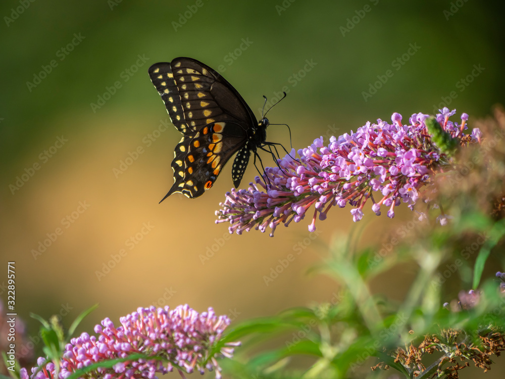 Black swallowtail butterfly in summer Black swallowtail butterfly in summer