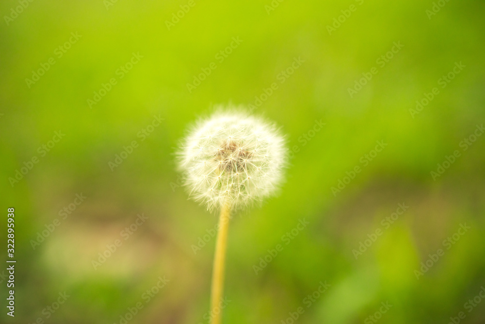 dandelion on background of green grass