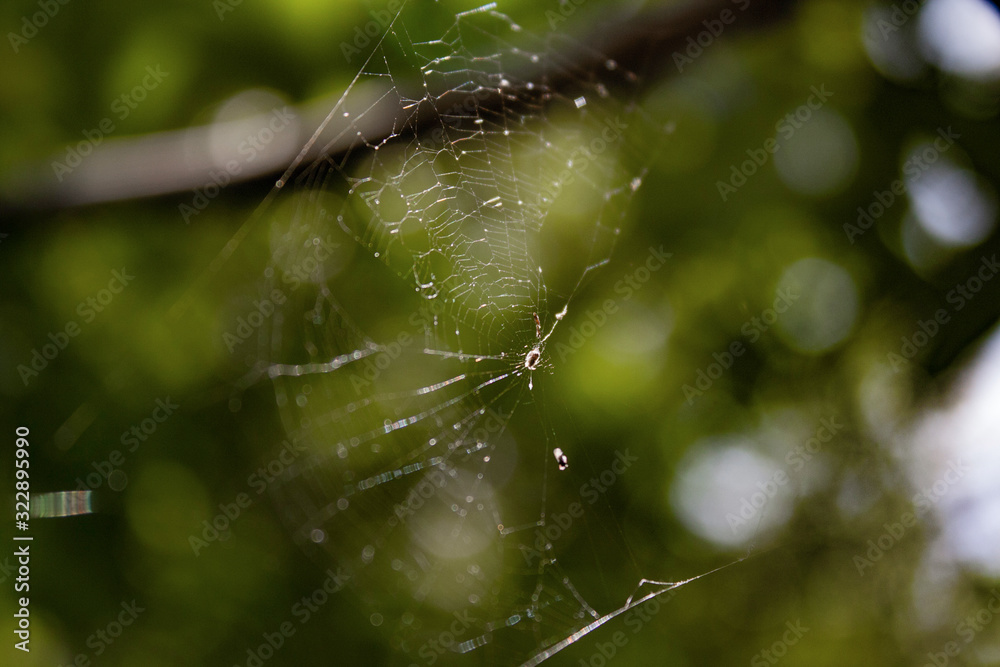 spiderweb on tree