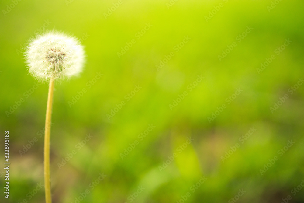 dandelion on background of green grass dandelion on background of green grass