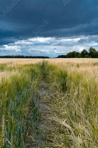 green grass and blue sky