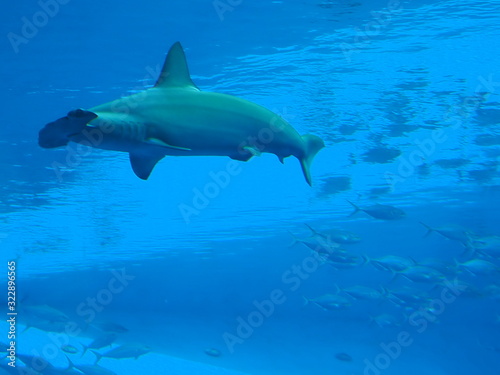 Shark water in the Aquarium ocean  © JuanSalvador