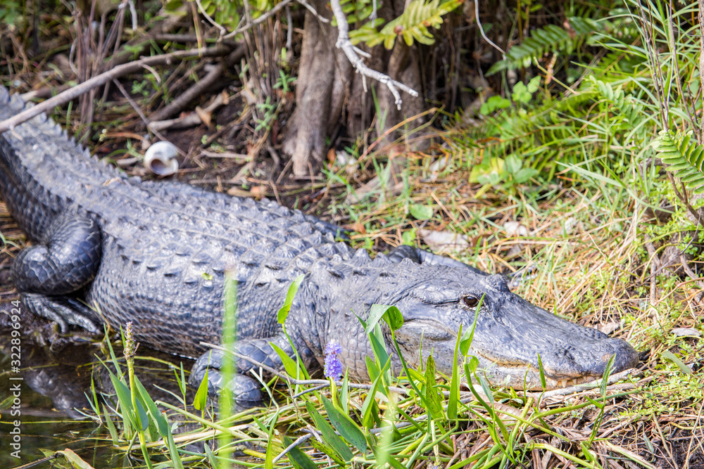 alligator sunbathing in the everglades alligator sunbathing in the everglades