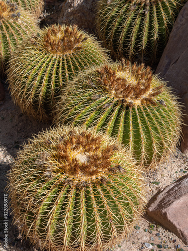 Healthy Looking Spring Barrel Cactus