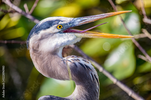 Canvas Print great blue heron - beak open