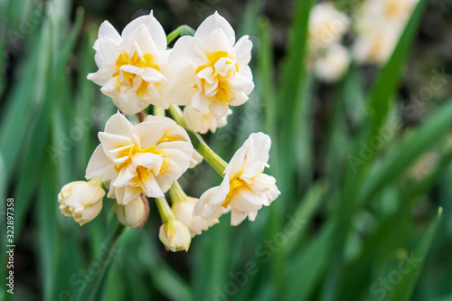 Double narcissus or "Suisen" blooming in the garden.