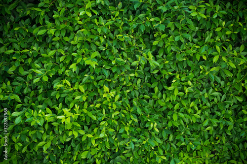 green leaves wall background, leaf wall nature background,  © waranyu