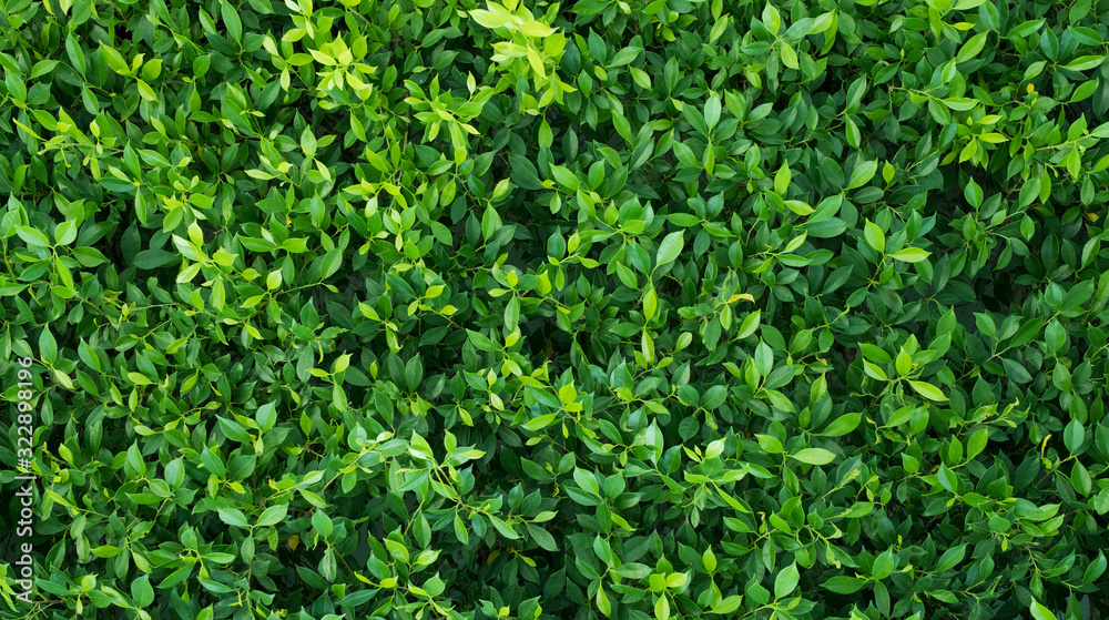 green leaves wall background, leaf wall nature background, green leaves wall background, leaf wall nature background,