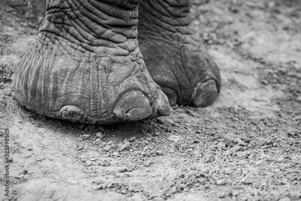 Obraz premium Elephant feet
