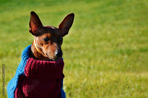 A dog in clothes is sitting on a green lawn. Pet in colored, winter clothes
